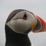 Thumbnail of http://Puffin