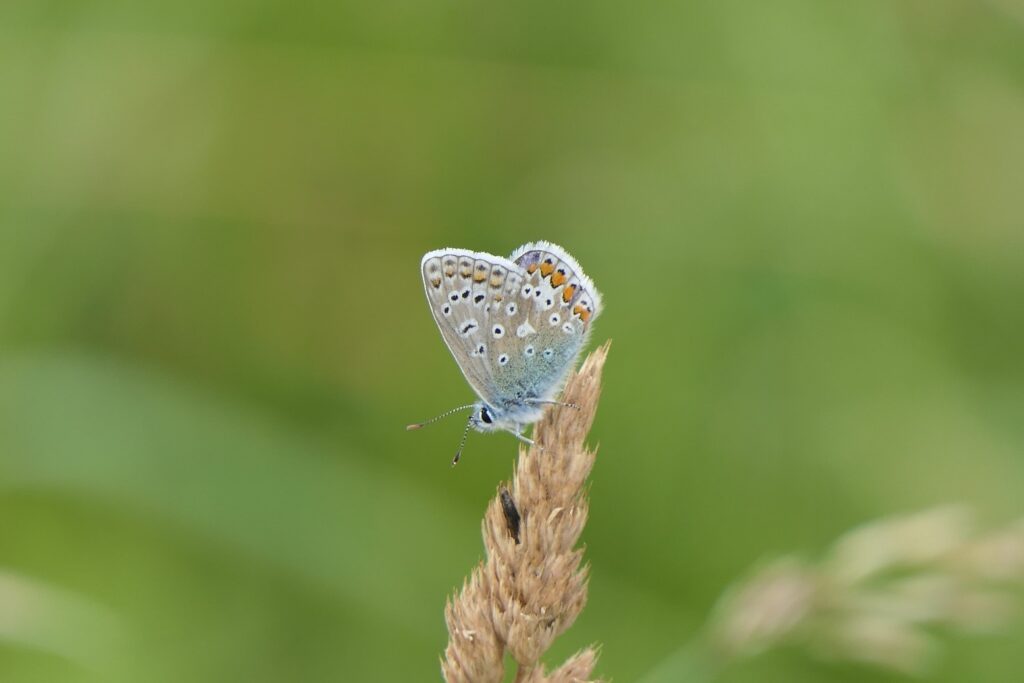 Common Blue Butterfly